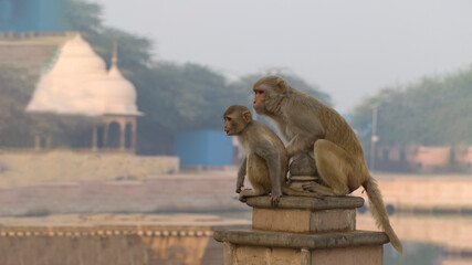 baby monkey with his mother monkey sit on a pillar in front of the temple