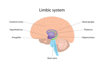 The limbic system is responsible for the management of human emotional and physical reactions. Human brain - obrazy, fototapety, plakaty