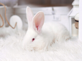 Obraz premium White rabbit on a white background