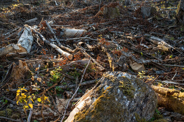 Keystone species Shingle moss on the edge of a freshly cut tree on a clear-cut area in Estonia, Northern Europe