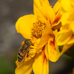 eristalinus taeniops pollinating in a yellow flower