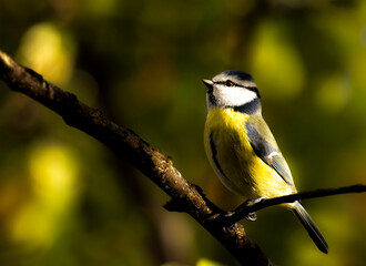 Fototapeta premium blue tit on a branch