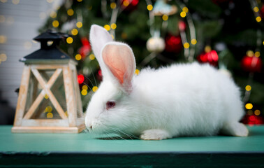 Obraz premium Cute white rabbit with big ears on christmas bokeh background