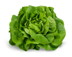 Juicy leaves of lettuce isolated on white background.