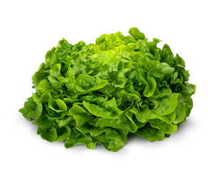 Juicy leaves of lettuce isolated on white background.