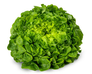 Juicy leaves of lettuce isolated on white background.
