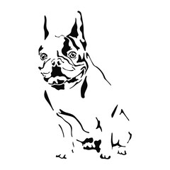 Vector illustration of a hand drawn silhouette of a french bulldog. Black dog template. Isolated on white background.