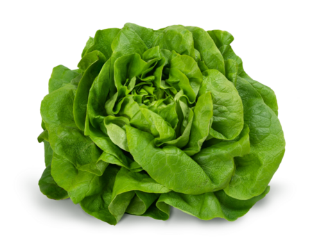 Juicy leaves of lettuce isolated on white background.