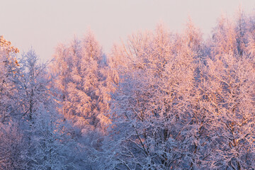 Beautiful pink sunset light on frosty trees during a cold winter evening in Estonia, Northern Europe