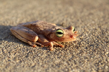 frog on the ground