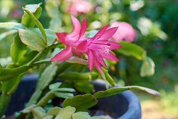Potted Christmas cactus or Thanksgiving cactus (Schlumbergera Truncata) with pink blooming flower.