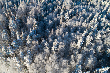 An aerial of a frosty and snowy mixed boreal forest on a sunny winter day in Estonia, Northern...