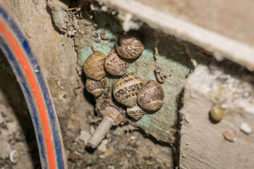 Group of snails in the night