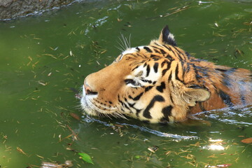 池を泳ぐトラ