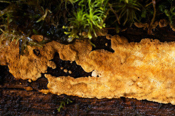 Close-up of fungus Dentipellis fragilis growing on a decaying wood in a boreal forest in Estonia, Northern Europe