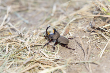 Diloboderus abderus in the ground
