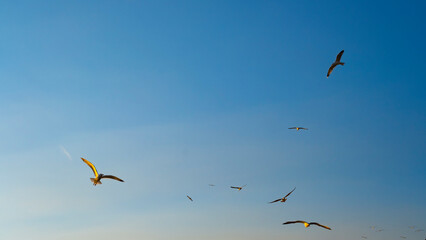 Seagulls and birds roaming freely in blue sky, background image with spaced text