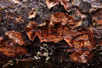 Close-up of a brownish polypore Phellinus ferrugineofuscus growing on a decaying Pine tree trunk in a keystone habitat in Estonia, Northern Europe