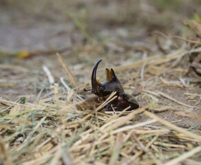 Diloboderus abderus in the ground