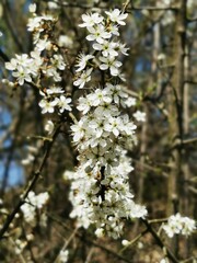 Nahaufnahme weißer Blüten im Frühling