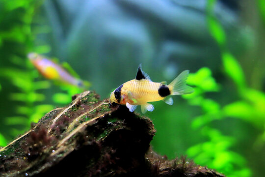 Corydoras panda in freshwater aquarium tank