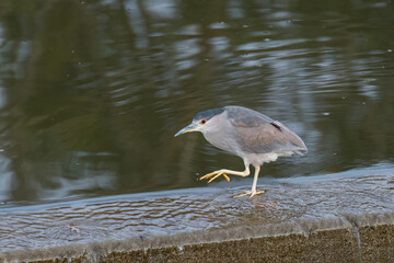A Black-crowned Night Heron with one foot raised as it walks on an ice covered spillway by a lake