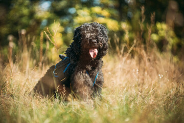 Bouvier des Flandres funny sitting outdoor in dry grass in autumn day. Funny Bouvier des Flandres herding dog breed sitting in dry grass and looking at camera.