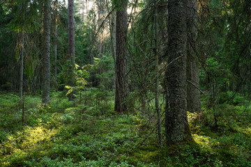 An aged coniferous forest on a late summer evening in Northern Latvia, Europe © adamikarl