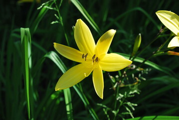 summer colorful flowers in the garden
