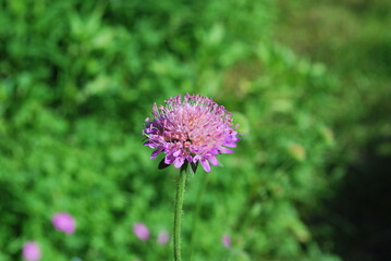 Obraz premium summer colorful flowers in the garden