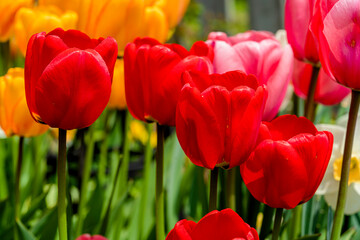 Fototapeta premium Darwin tulips blooming in the spring garden.