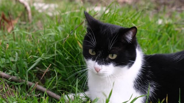 4k vídeo. Slow motion de adorable gato blanco y negro doméstico cazando entre las hierbas en la naturaleza