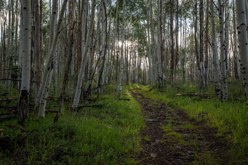 Obraz premium mountain hiking trail