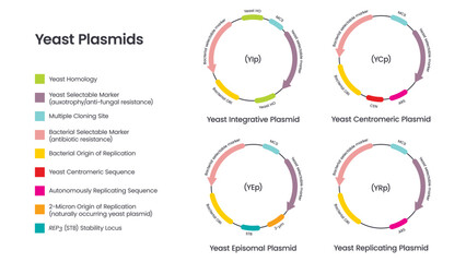 Yeast plasmids scientific vector illustration diagram infographic