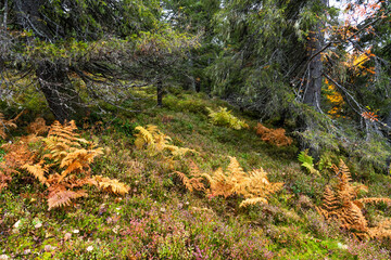 Colorful ferns during fall foliage in a wet coniferous forest in Riisitunturi National Park,...