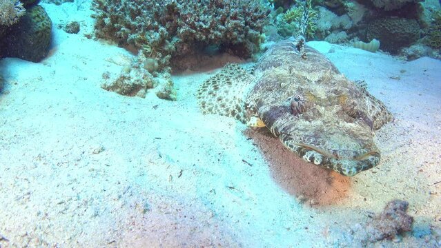 Red Sea underwater life - Crocodile fish over a sand seabed