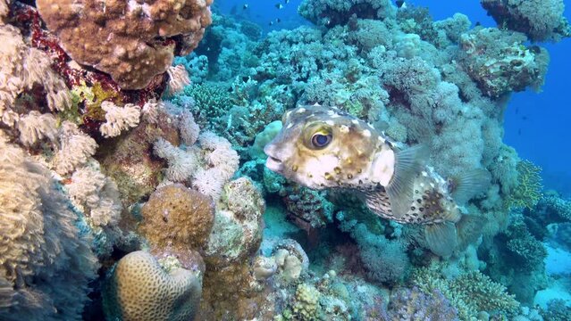 Red Sea underwater life - Blowfish of puffer fish