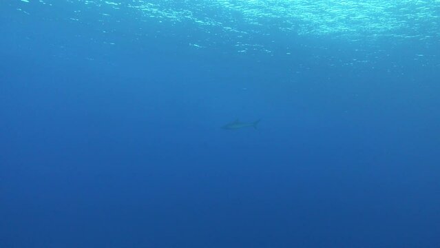 Shark swimming in shallow water - Sciba diving in the Red Sea