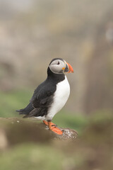 Puffin (Fratercula arctica)