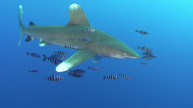 Wildlife underwater - Shark swimming close to the camera - Scuba diving in the Red Sea