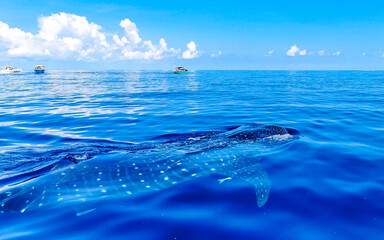 Huge whale shark swims on the water surface Cancun Mexico.
