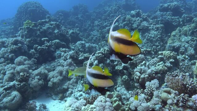 Tropical fish in a Red Sea coral reef - Nature underwater