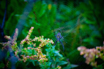 Garden Spider