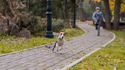 The boy runs with the dog Jack Russell Terrier in the park. Autumn Walk.