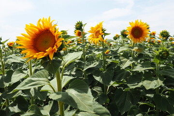 The Helianthus sunflower is a genus of plants in the Asteraceae family. Annual sunflower and...