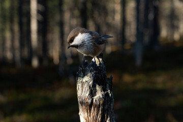 A close-up wide angle shot of a curious Siberian tit in an old-growth Pine forest in Urho Kekkonen National Park, Northern Finland