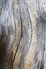 A pattern of an old dead Pine tree trunk in Oulanka National Park, Northern Finland	