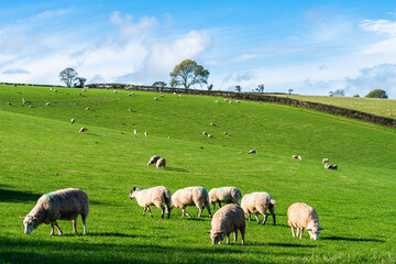 Sheep on farms, Devon, England, Europe	