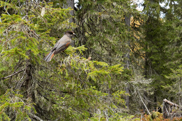 A curious Siberian jay perched on a Spruce branch in an old-growth forest in Valtavaara near...