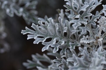 Dusty miller leaves. Asteraceae evergreen perennial plants.
